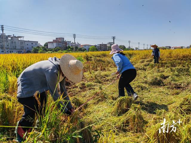 超聲種子增產預處理后，廣東興寧雙季絲苗香米突破畝產1446.18公斤，再創世界紀錄！